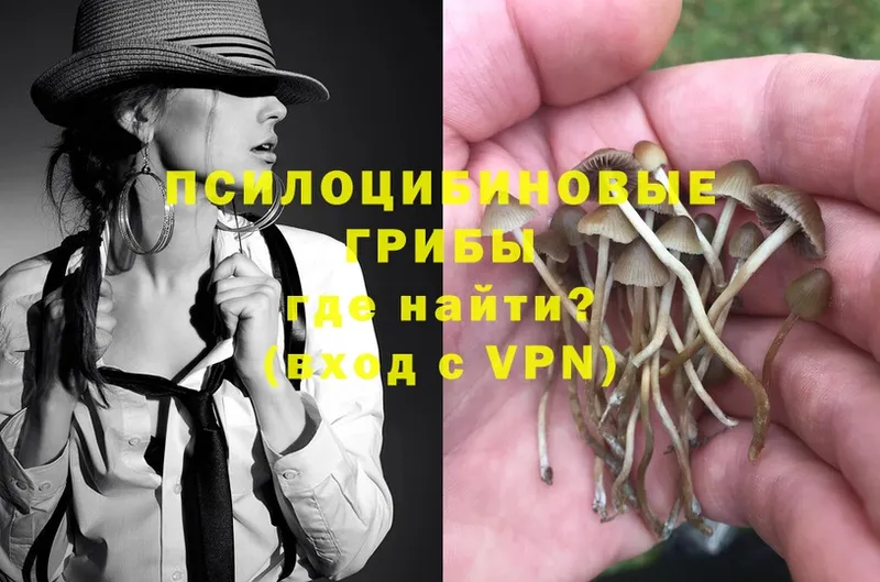 Галлюциногенные грибы Psilocybe  Жуков 